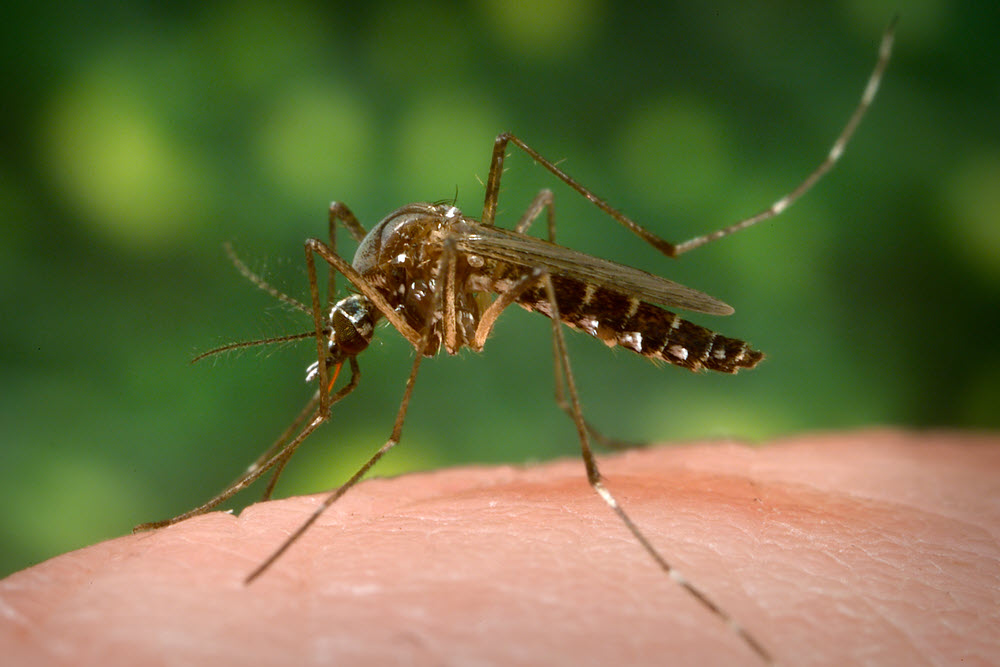 fiebre amarilla insecto vacunatorio israel